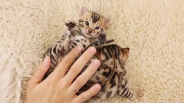 Sevimli, komik, çizgili kedilerin üst görüntüsü yatakta yatan kadının ellerinde kedilerle oynuyor. Yeni doğmuş şirin bir bebek. İçeride. Pati. Yavaş çekim