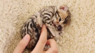 Büyüleyici, küçük çizgili kedi yavrusu. Kadın eli yatakta kediyle oynuyor. Yeni doğmuş şirin bir bebek. İçeride. Pati. Yavaş çekim