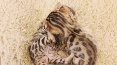 İki çizgili yavru kedi halının üzerinde birlikte oynuyorlar. Sağlıklı, sevimli evcil kediler. Yeni doğmuş. Yavaş çekim