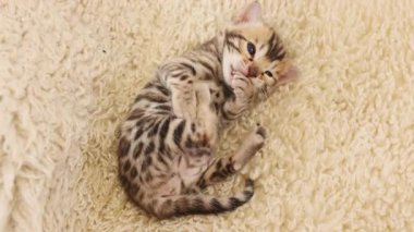Komik küçük kedinin üst görüntüsü, halının üzerinde uzanan pençeleri yalıyor. Çizgili kedi yavrusu, şirin yeni doğmuş kedi. İçeride. Pati. Yavaş çekim