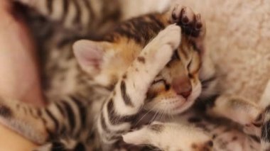 İki sevimli kedi halıda yatan pençeleri yalıyor. Çizgili kedi yavruları. Sevimli yeni doğmuş kedi. İçeride. Pati. Yavaş çekim