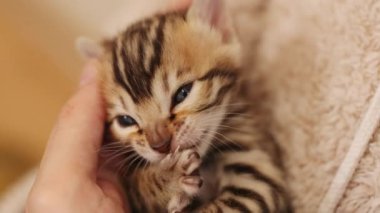 İki sevimli küçük kedi, kadınların el ele tutuştuğu halıların üzerinde uzanan pençelerini yalıyor. Çizgili kedicik. Sevimli yeni doğmuş kedi. İçeride. Pati. Yavaş çekim