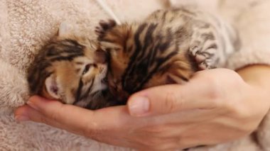 Eller kadının elinde iki sevimli kedi, yalakalık yapıyor. Çizgili kedicik. Sevimli yeni doğmuş kedi. İçeride. Pati. Yavaş çekim