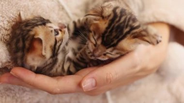 Yakın el ele tutuşan kadın, iki sevimli kediyi tutuyor ve pençelerini yalayıp yutuyor. Çizgili kedicik. Sevimli yeni doğmuş kedi. İçeride. Pati. Yavaş çekim