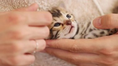 Sevimli, küçük çizgili kedilerle oynayan elleri olan bir kadın. Yeni doğmuş şirin bir bebek. İçeride. Pati. Yavaş çekim.