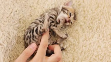 Küçük çizgili komik kediler, yatakta uzanıyorlar. Kadın elleri kedilerle oynuyor. Yeni doğmuş şirin bir bebek. İçeride. Pati. Yavaş çekim