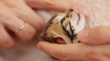 Elli kadın komik, küçük çizgili kedileri okşuyor. Yeni doğmuş şirin bir bebek. İçeride. Pati. Kapatın. Yavaş çekim