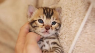 Sevimli, komik, çizgili kediler halıların üzerinde uzanmış kedi yavrusu besleyen kadınlar. Yeni doğmuş şirin bir bebek. İçeride. Pati. Kapatın. Yavaş çekim