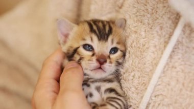 Küçük çizgili komik kedilerin portresi. Halıların üzerinde yatan kadın kedi yavrusu besliyor. Yeni doğmuş şirin bir bebek. İçeride. Pati. Kapatın. Yavaş çekim