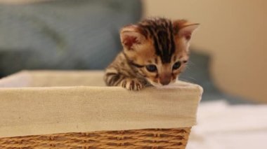 Sepette oturan güzel kedi. Yavru kedi konsepti. Sevimli kedi yavrusu. Bulanık arka planda evcil hayvan izole edildi. Bengal kedisi, yalnız, bir. Yeni doğmuş, genç evcil hayvan