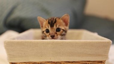 Sepette oturup etrafa bakınan sevimli kedi yavrusu görüntüsü. Bulanık arka planda izole edilmiş sevimli kedi görüntüsü. Aylık evcil hayvan. Oldukça bengal bir kedi. Kapalı