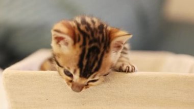 Bengal kedisinin ısırma sepetinin yavaş hareketi. Küçük sevimli, oynak kedi yavrusunun görüntüsü. Yeni doğan etrafa bakıyor. Evcil hayvan için rahat bir yer. Kapalı