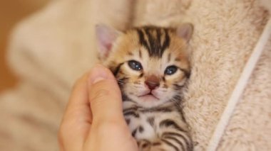 Halıların üzerinde uzanan çizgili kedileri, kedi besleyen kadınları cezbediyor. Yeni doğmuş şirin bir bebek. İçeride. Pati. Kapatın. Yavaş çekim