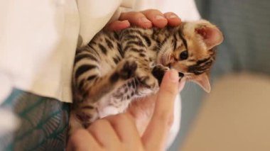 Kedi yavrusuyla oynayan kadın ellerinin görüntüsü. Bengal kedisi avucunun içinde yatıyor. Dikkat et, kürk. Sevimli hayvan konsepti. İçeride. Hayvan barınağı