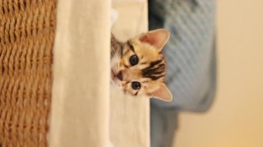 Sepette oturan Bengal kedisinin yavaş çekimleri. Güzel kedicik etrafa bakıyor. Arka plan bulanık. Sevimli bir hayvanın görüntüsü. İçeride, hayvan barınağında. Şefkat