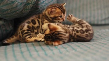 İki kedi yavrusu yatakta uzanıyor, oynuyorlar, birbirlerini ısırıyorlar. Sevimli ev hayvanlarının görüntüleri. Şirin Bengal kedilerinin portresi. Dikkat et, aşkım. Birlikte, sağlıklı, evcil