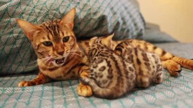 Anne kedi yeni doğanlarla yatıyor. Süt içen sevimli kedicikler. Beslenme konsepti. Yumuşak evcil hayvan. Sağlıklı, şefkatli, özenli, sevgi dolu. Yavaş çekim görünümü