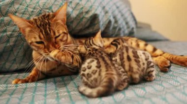 Kedileri besleyen, yatağa uzanan kediler. Battaniyede pençe yalarken çekilen sevimli anne kedi resmi. Birliktelik. Evcil hayvanlar, evcil hayvan. İçeride. Bengal kedisi