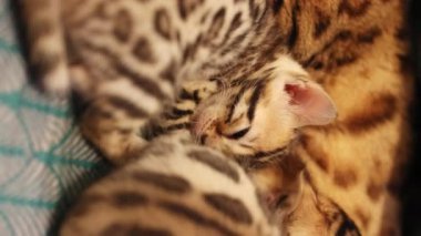 Yeni doğmuş kedi yavrusu emzirme kavramı. İki yeni doğmuş kedi yavrusu ve annesinin battaniyenin üzerinde birlikte yatması. Süt. İçeride. Bengal kedileri. Miyav, kürk, evcil hayvan, hayvan