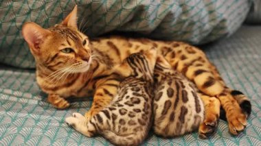 Anne kedi, kedi yavrularının yanında yatıyor. Anne kedi yeni doğan bebekleri besliyor. Evcil hayvana yaklaş. Hayvan konsepti. Bengal kedisi. Kapalı