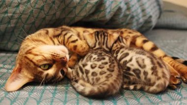 Anne kedi, yavru kedilerle battaniyeye uzanıyor. Kedilerin anası, evcil hayvanları emzirmek, aile, kedi hayatı. Yatak odası. Yavru. Evcil hayvanlar. Ev