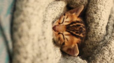 Battaniyenin altında uyuyan kedi yavrusu görüntüsü. Şirin bir Bengal kedisi. Tek başına, bir. Güzel kedi kavramı. Kürk. İçeride, evde.