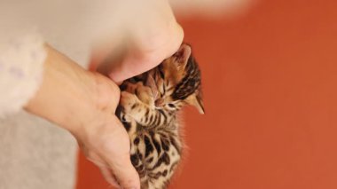 Yavru kedi kadın ellerinde kestirirken yavaş çekim görüntüsü. Bakım ve aşk konsepti. Hayvan barınağı. Evcil hayvan. Kedi sever. Bengal kedisi. Kapalı