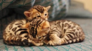 İki sevimli kedi birlikte kestiriyor. Yatakta battaniyenin üzerinde uyuyan sevimli kediler. Yumuşak, sevimli, güzel evcil hayvanlar. Evcil hayvanlar. İçeride. Hayvan barınağı