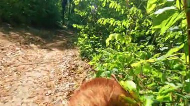 Güneşli bir günde yeşil ormanda yürüyen neşeli kırmızı köpek yavaş hareket ediyor. Yaz zamanı. Evcil hayvanın arka görüntüsü. Hayvanlar konsepti. Gün ışığı.