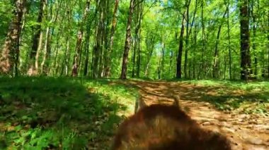 Gündüz vakti güzel kırmızı köpek gezdirme ormanının arka manzarası. Güzel yeşil doğa, yaz zamanı. Evcil hayvana yakın çekim. Hayvan herif. Açık hava.