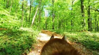Yürüyen köpeğin arka manzarası. Dağdaki vahşi ormanda yürü. Kafaya yakın çekim. Harika yeşil doğa. Açık havada. Orman
