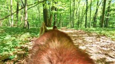 Kırmızı köpeğin yeşil ormandaki manzarası. Hayvan yürüyüşü. Ağır çekim. Açık havada. Evcil hayvan kafası. Yakın plan. Beni takip et.