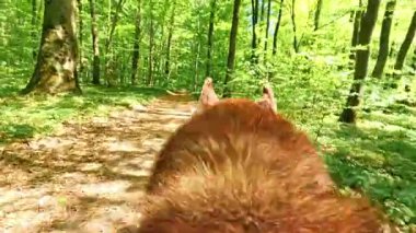 Yeşil ormanda gündüz vakti koşan güzel kırmızı bir köpek. Güneşli bir gün. Tahta. Güzel doğa. Evcil hayvanın orman yolunda yürüdüğünü gösteren yakın çekim görüntüleri.