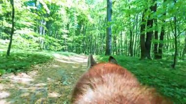 Güneşli bir günde yeşil ormanda tek başına yürüyen köpek görüntüsü. Gündüz vakti. Yaz. Hayvan, hayvan, yürü. Takip konsepti. Ağaç, ağaç, ot