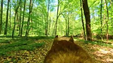 Yeşil ormanda gündüz vakti yürüyen güzel kırmızı köpeğin arka planı. Güneşli bir gün. Yaz zamanı. Açık havada. Yavaş çekim. Kürk. Tahta. Harika doğa.