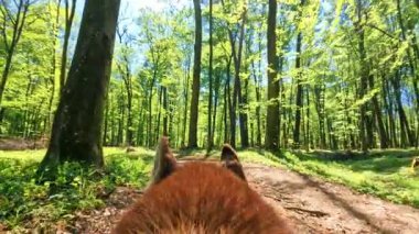 Kırmızı köpeğin yeşil ormanda yürüyüp etrafa bakındığı yakın plan çekimler. Güneşli bir günde harika vahşi doğa manzarası. Açık havada. Yaz zamanı. Ağaçlar, patika