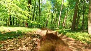 Ormanda yürüyen genç kırmızı köpeğin arka görüntüleri. İnanılmaz saf doğası olan ahşap. Yeşil ağaçlar. İzinde güzel kürkü olan bir hayvan. Açık havada. Yakın çekim görünümü