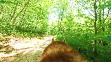 Terk edilmiş köpek güneşli bir günde orman yolunda yürüyor. Yaz zamanı, güneş ışığı. Yeşil çimenler ve ağaçlar. Hayvanın sırtı. Açık hava.