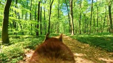 Güneşli bir günde yeşil ormanda gezinen bir köpek. Yaz zamanı. Ağaç, ağaç. Kırmızı hayvanın arka planı. Bir evcil. Gün, yol