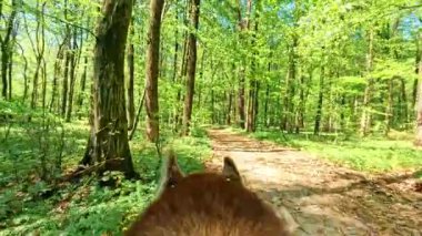 Kırmızı köpek yeşil ormanda tek başına yürüyor. Güzel, saf doğa. Açık havada. Yerel varış yeri. Sahipsiz evcil hayvan. Konum. Harika park. Hayvanın arka planı