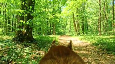 Güzel kırmızı köpek sabah orman yolunda yürüyor. Güneşli bir gün, güneş, yaz mevsimi. Güzel yeşil doğa. Hayvanın sırtı. Günlük, alışkanlık