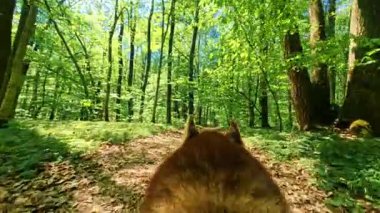Ağır çekim. Kırmızı köpeğin yeşil ormanda tek başına koştuğunu gösteren yakın plan görüntüler. Güneşli bir günde harika vahşi doğa. Bir tane. Gündüz vakti. Hayvan herif. Yön. Yürürken evcil hayvan