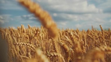 Kuru buğday tarlası kulakları. Bulanık görüntüler. Kırsal alan. Tarım geçmişi. Açık havada. Gündüz vakti. Güneşli bir gün. Yaz zamanı. Hasat zamanı. Güneş ışığı. Mısır gevreği