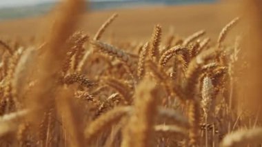 Kuru sarı alanın yatay görüntüsü. Altın olgun buğday başakları görüntüsü. Açık havada. Şehir dışında. Köy manzarası. Botanik. Mısır gevreği, gündüz, güneş ışığı. Ukrayna, tarım arazisi