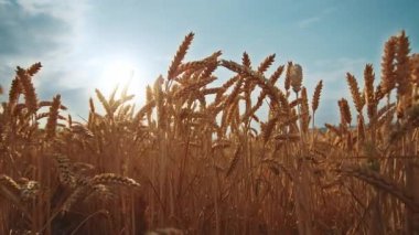 Mavi gökyüzüne karşı ufuk manzarası. Buğday hasadında olgunlaşmış sarı kulakların yakın çekim görüntüleri. Yumuşak ışık. Ekmek konsepti. Güneşli bir gün. - Günaydın. Doğa