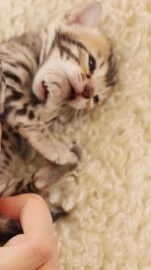 Oyuncak çizgili bir kedi yavrusu, sevimli ve büyüleyici kişiliğini sergileyen biri tarafından nazikçe kucaklanıyor.