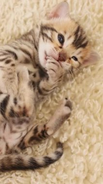 Şirin bir Bengal kedisi yumuşak, dokulu bir battaniyede dinlenirken sevimli bir şekilde pofuduk patisini çiğniyor.