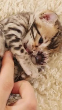 Sevimli küçük bir kedi yavrusu nazikçe okşanıp sevimli doğasını sergilerken mutlu bir şekilde oynaşıyor.