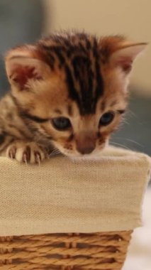 Hoş ve sevimli bir Bengal kedisi merakla dokuma sepetinin kenarına bakıyor.