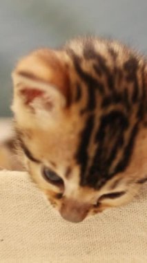 Hoş ve meraklı bir tekir kedi yavrusu yumuşak bir yüzeyin üzerinden neşeli mizacını sergiliyor.